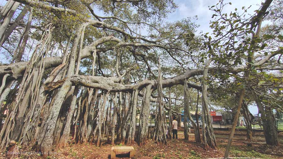 Dodda Alada Mara – mesmerizing banyan tree near Bengaluru